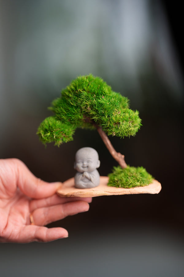 A Small Tree in the East - Classic - Journeyman (Preserved Plants)