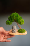 A Small Tree in the East - Classic - Journeyman (Preserved Plants)