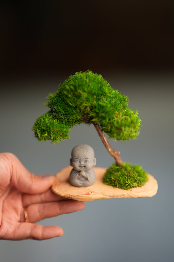 A Small Tree in the East - Classic - Journeyman (Preserved Plants)