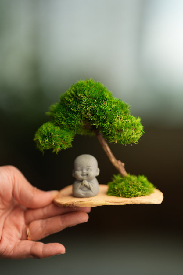 A Small Tree in the East - Classic - Journeyman (Preserved Plants)