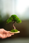 A Small Tree in the East - Classics (Preserved Plants)