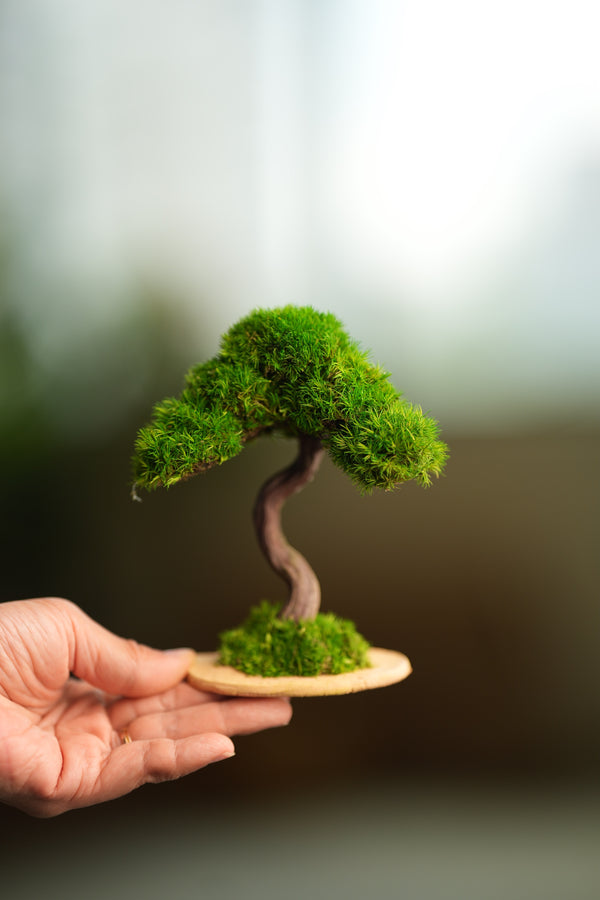 A Small Tree in the East - Classics (Preserved Plants)
