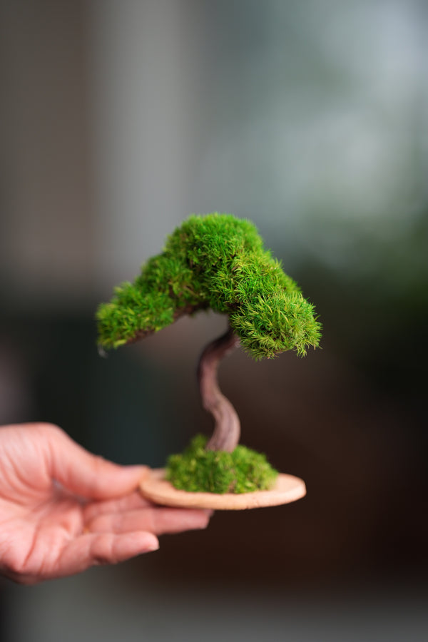 A Small Tree in the East - Classics (Preserved Plants)