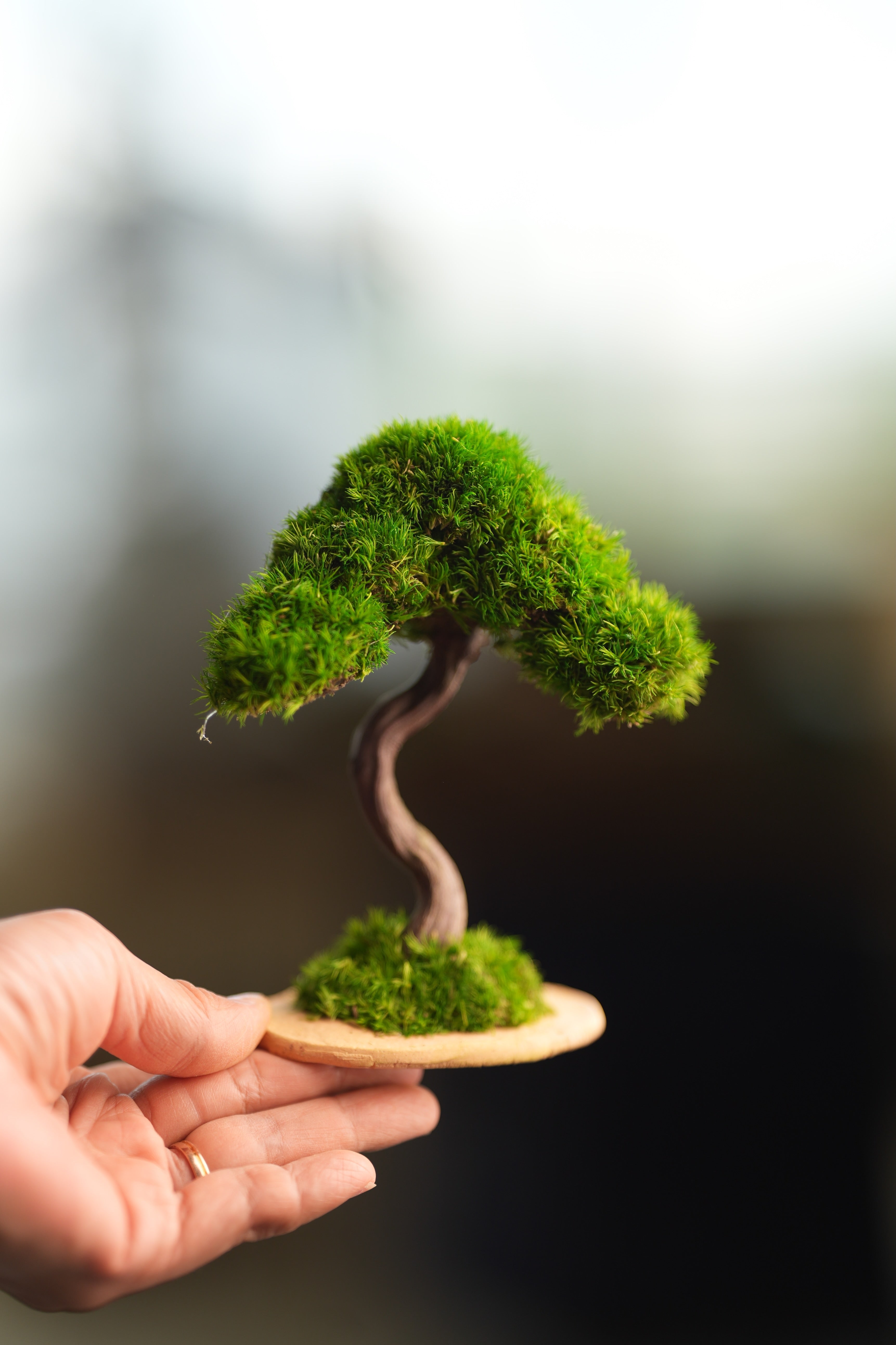 A Small Tree in the East - Classics (Preserved Plants)