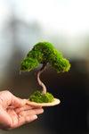A Small Tree in the East - Classics (Preserved Plants)