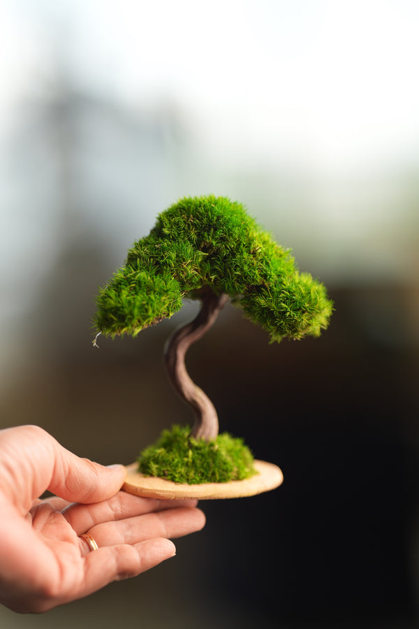 A Small Tree in the East - Classics (Preserved Plants)