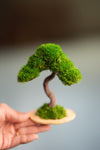 A Small Tree in the East - Classics (Preserved Plants)