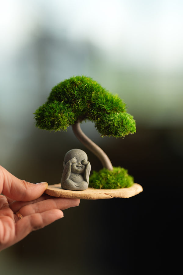A Small Tree in the East - Classic - Journeyman (Preserved Plants)