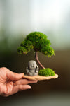 A Small Tree in the East - Classic - Journeyman (Preserved Plants)