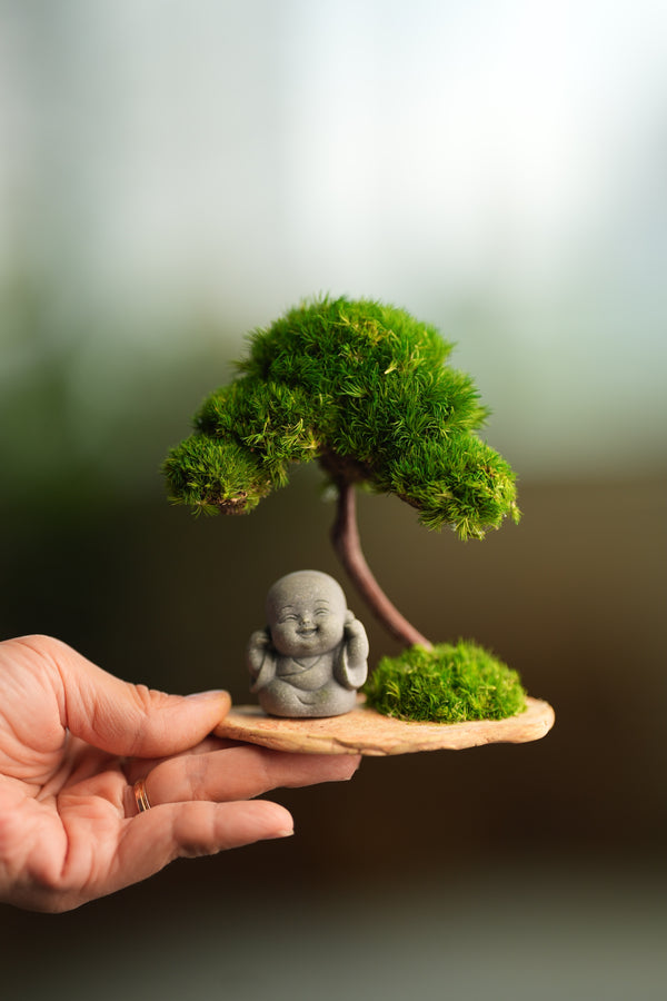 A Small Tree in the East - Classic - Journeyman (Preserved Plants)