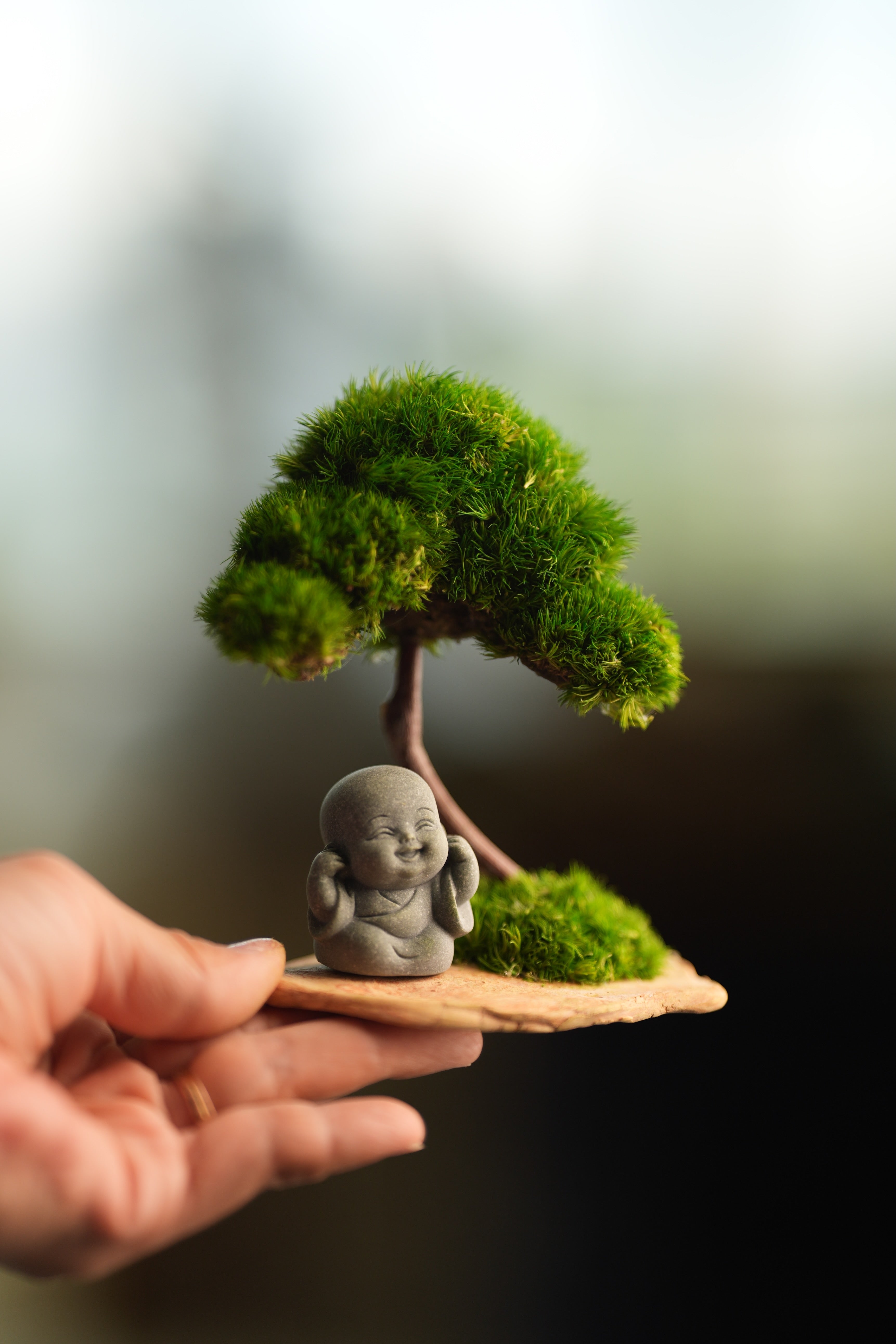 A Small Tree in the East - Classic - Journeyman (Preserved Plants)