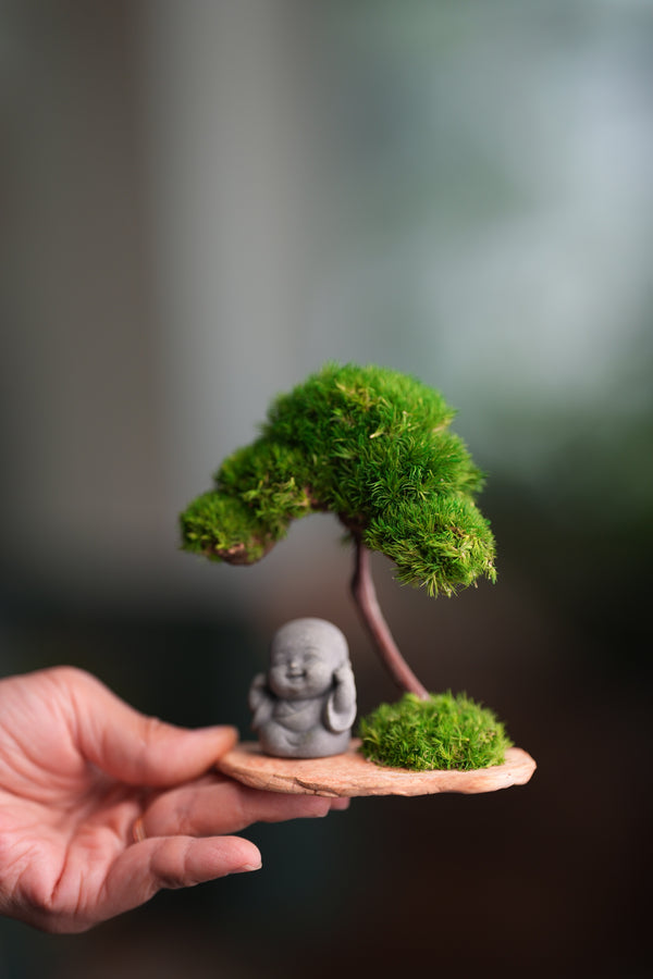 A Small Tree in the East - Classic - Journeyman (Preserved Plants)