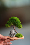 A Small Tree in the East - Classic - Journeyman (Preserved Plants)