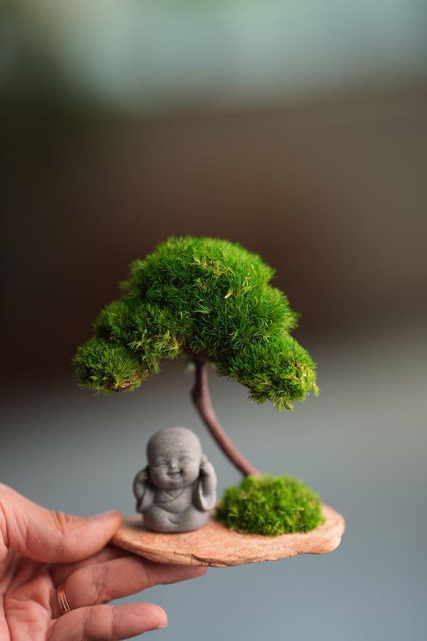 A Small Tree in the East - Classic - Journeyman (Preserved Plants)