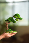Rosewood - Cultured Wild (Preserved Plants)