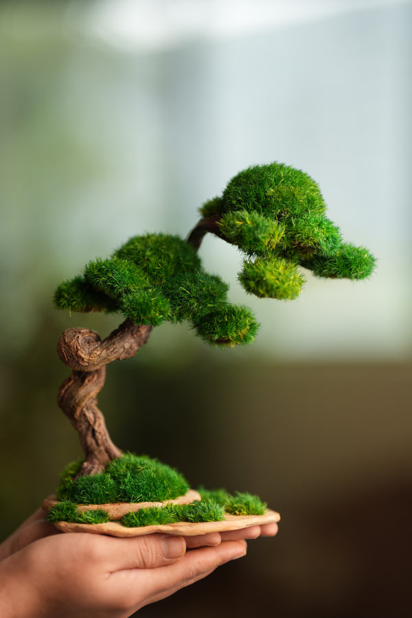 Rosewood - Cultured Wild (Preserved Plants)