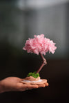 A Small Tree in the East - Sakura (Preserved Plants)