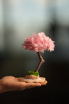 A Small Tree in the East - Sakura (Preserved Plants)