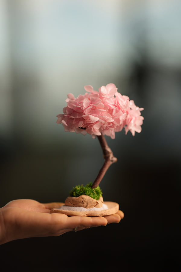 A Small Tree in the East - Sakura (Preserved Plants)