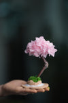 A Small Tree in the East - Sakura (Preserved Plants)