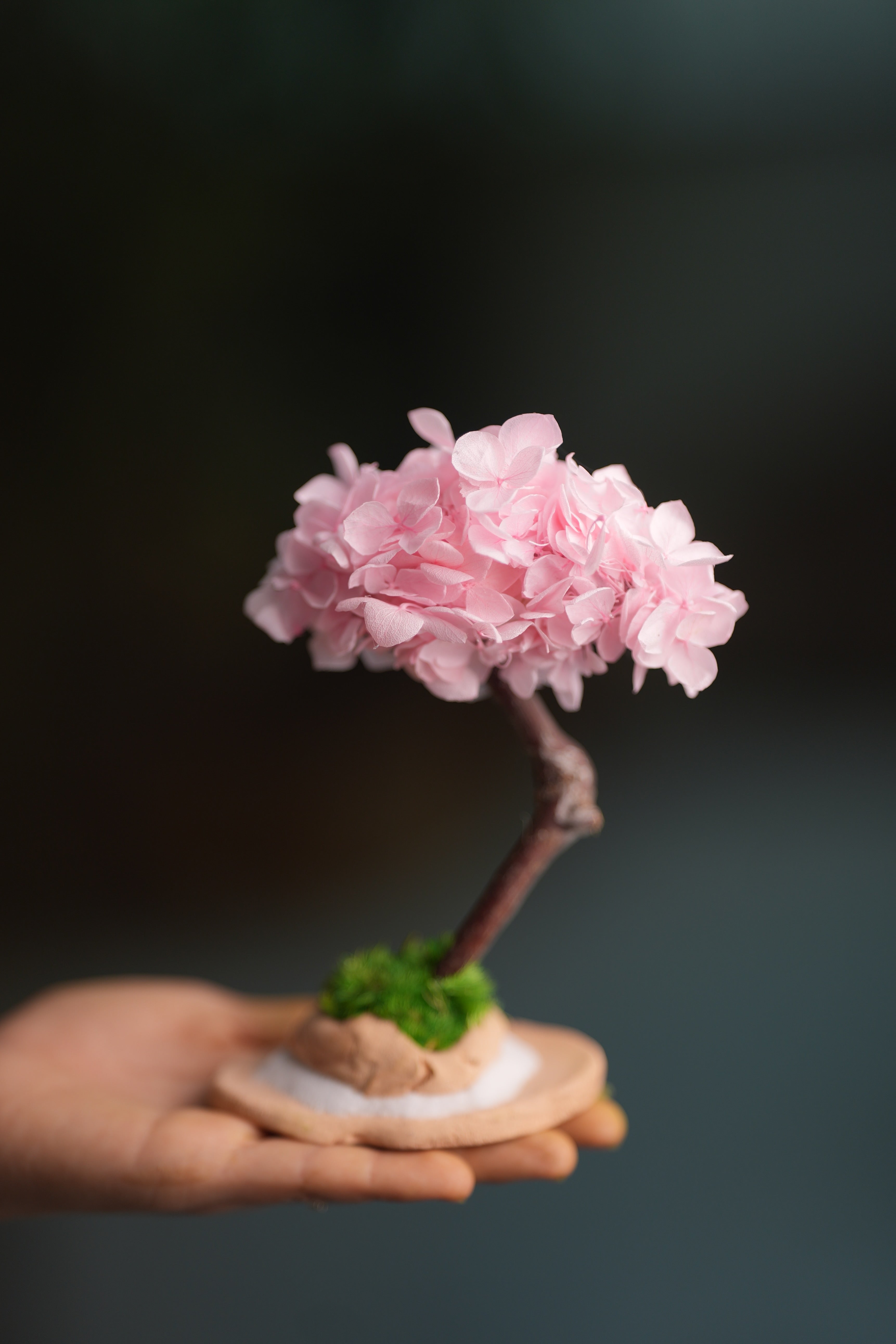 A Small Tree in the East - Sakura (Preserved Plants)