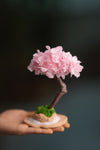 A Small Tree in the East - Sakura (Preserved Plants)