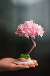 A Small Tree in the East - Sakura (Preserved Plants)
