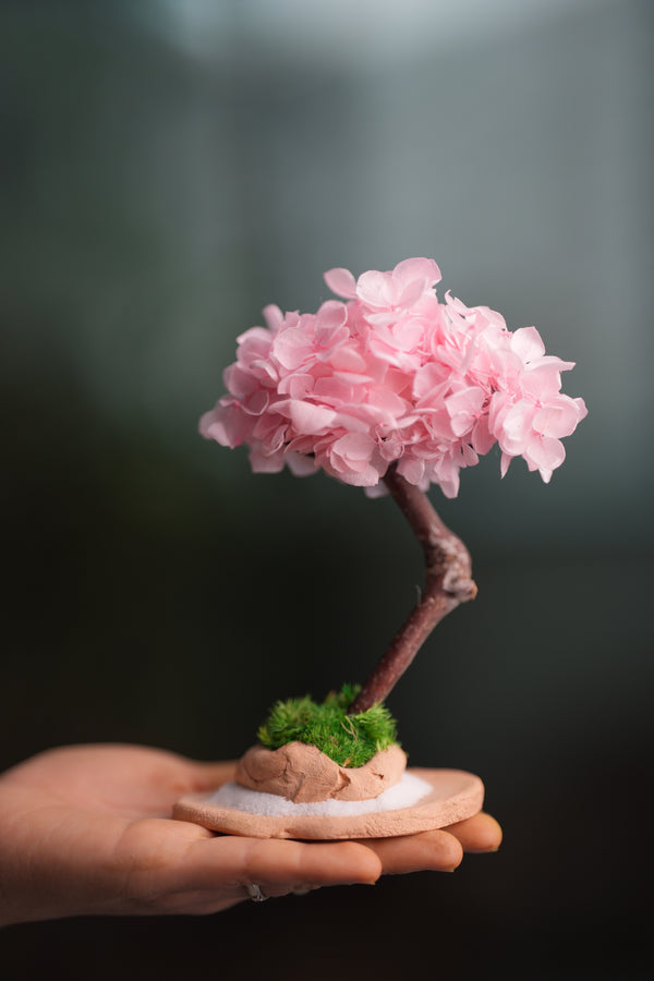 A Small Tree in the East - Sakura (Preserved Plants)