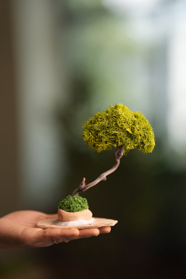 A Small Tree in the East - Classics - Reindeer (Preserved Plants)
