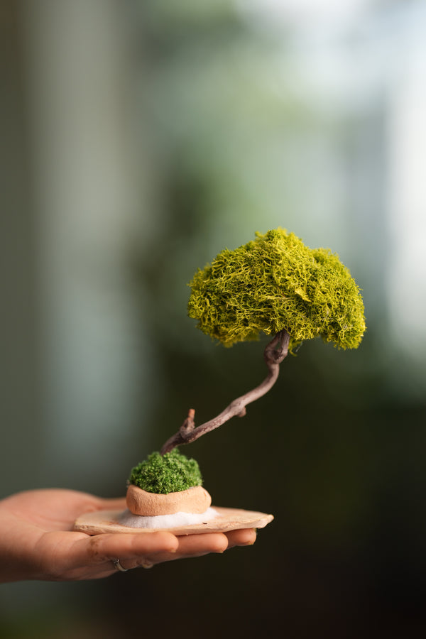 A Small Tree in the East - Classics - Reindeer (Preserved Plants)