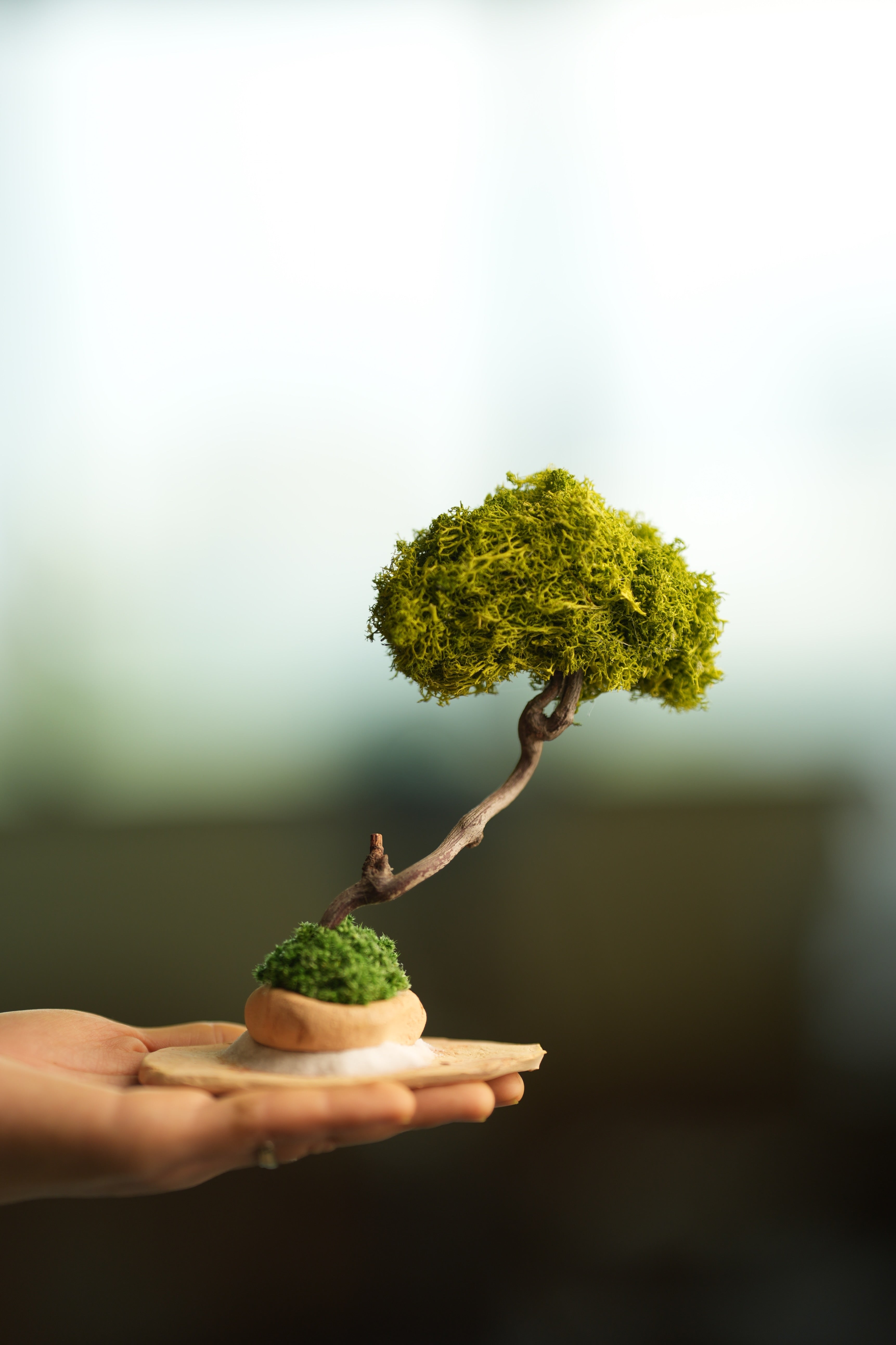 A Small Tree in the East - Classics - Reindeer (Preserved Plants)