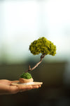 A Small Tree in the East - Classics - Reindeer (Preserved Plants)