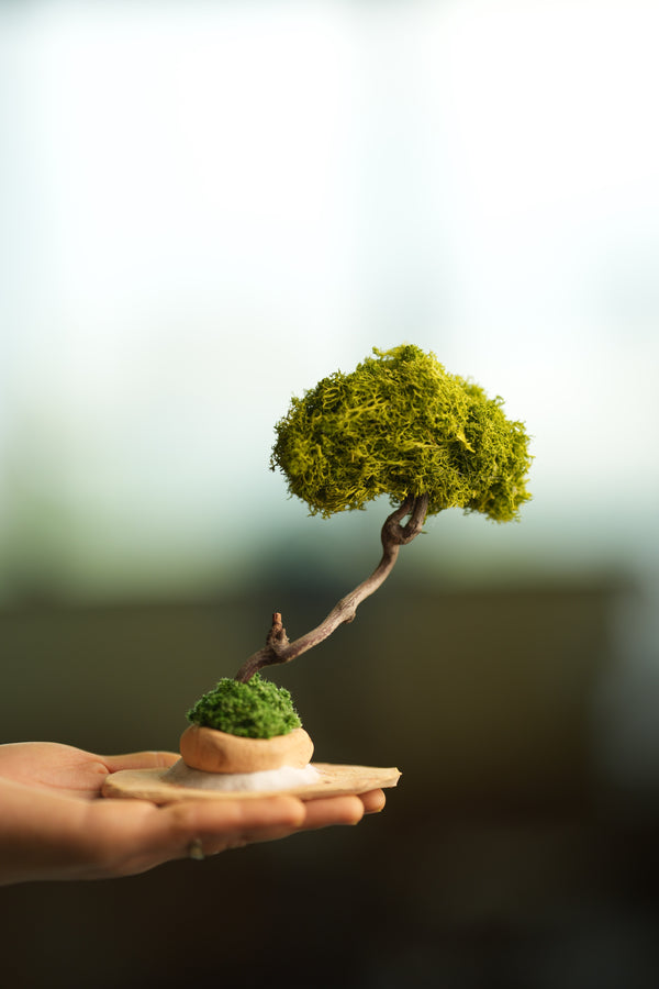 A Small Tree in the East - Classics - Reindeer (Preserved Plants)
