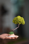 A Small Tree in the East - Classics - Reindeer (Preserved Plants)