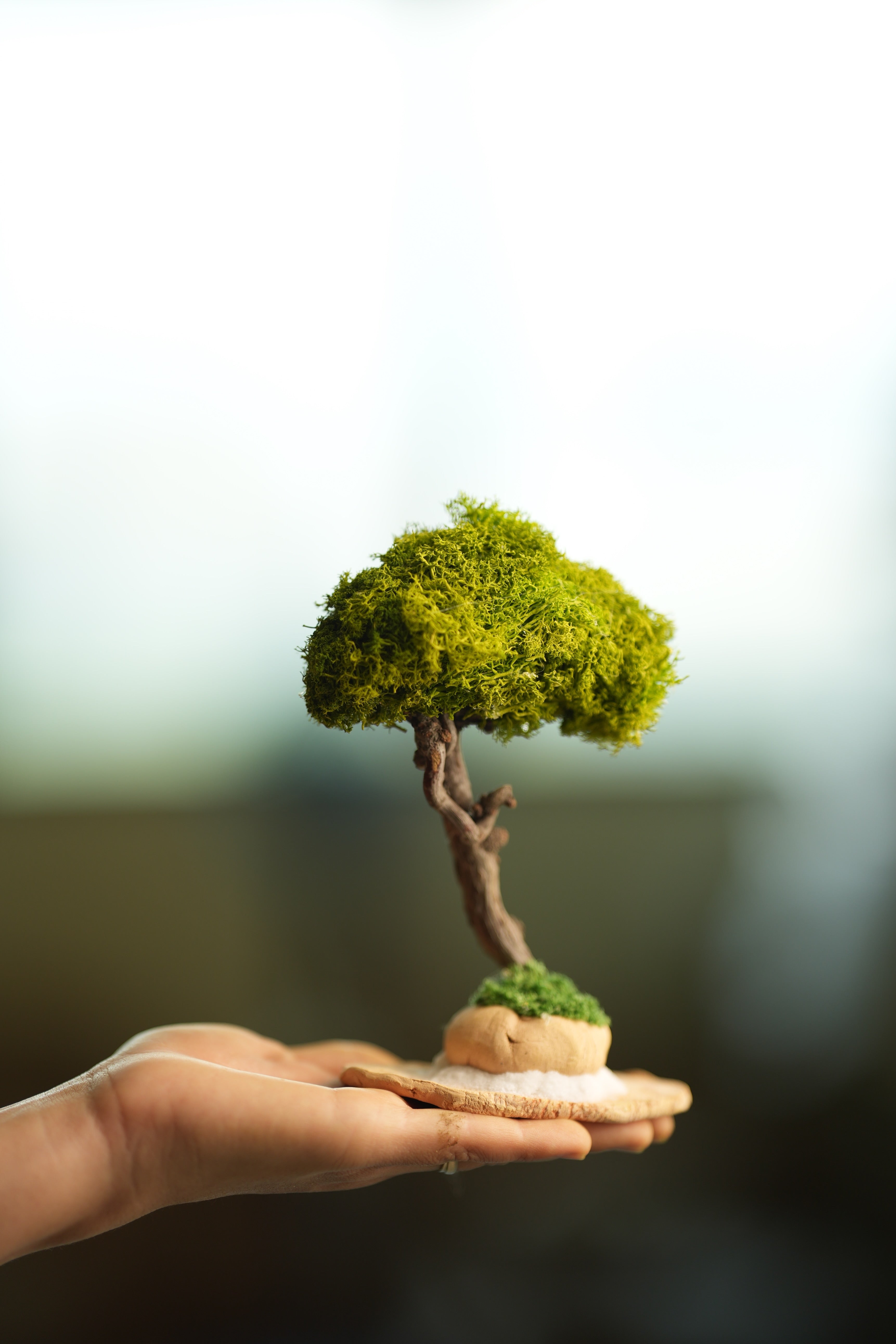 A Small Tree in the East - Classics - Reindeer (Preserved Plants)