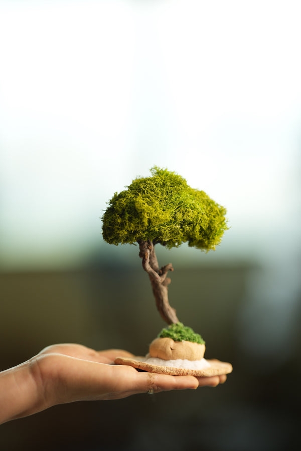 A Small Tree in the East - Classics - Reindeer (Preserved Plants)
