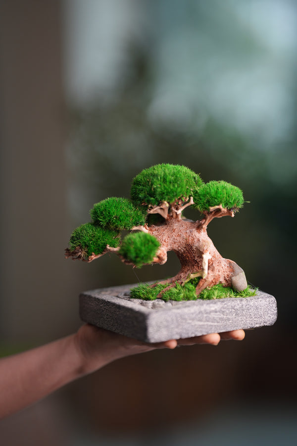 Slow Wood - Young - Anchor Square edition (Preserved Plants)