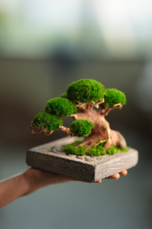 Slow Wood - Young - Anchor Square edition (Preserved Plants)