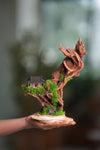 Blackwood Cliff - Smaller (Preserved Plants)