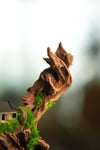Blackwood Cliff - Smaller (Preserved Plants)