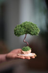 A Small Tree in the East - Classic (Preserved Plants)