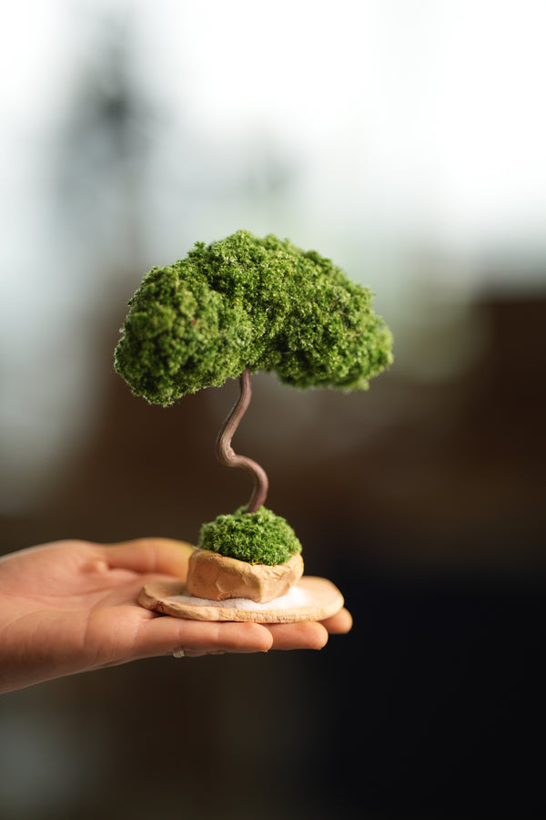 A Small Tree in the East - Classic (Preserved Plants)