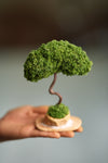 A Small Tree in the East - Classic (Preserved Plants)