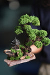 Blackwood Cliff - Windy Greens (Preserved Plants)