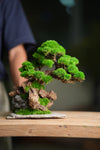 Greenwood - Citadel (Preserved Plants)