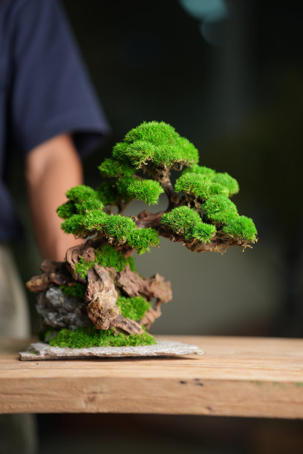 Greenwood - Citadel (Preserved Plants)