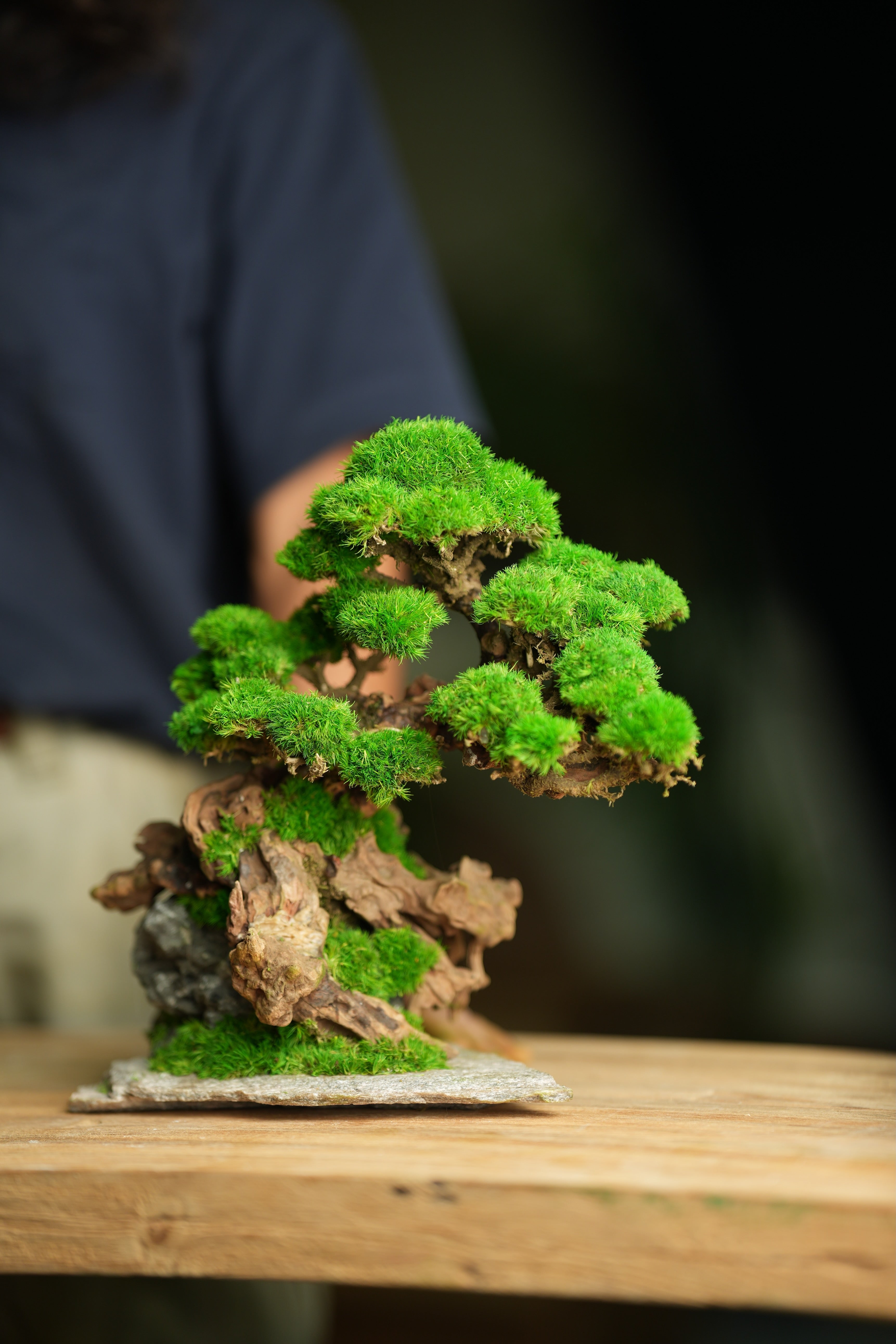 Greenwood - Citadel (Preserved Plants)