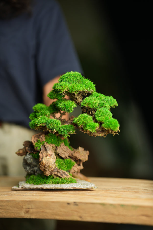 Greenwood - Citadel (Preserved Plants)