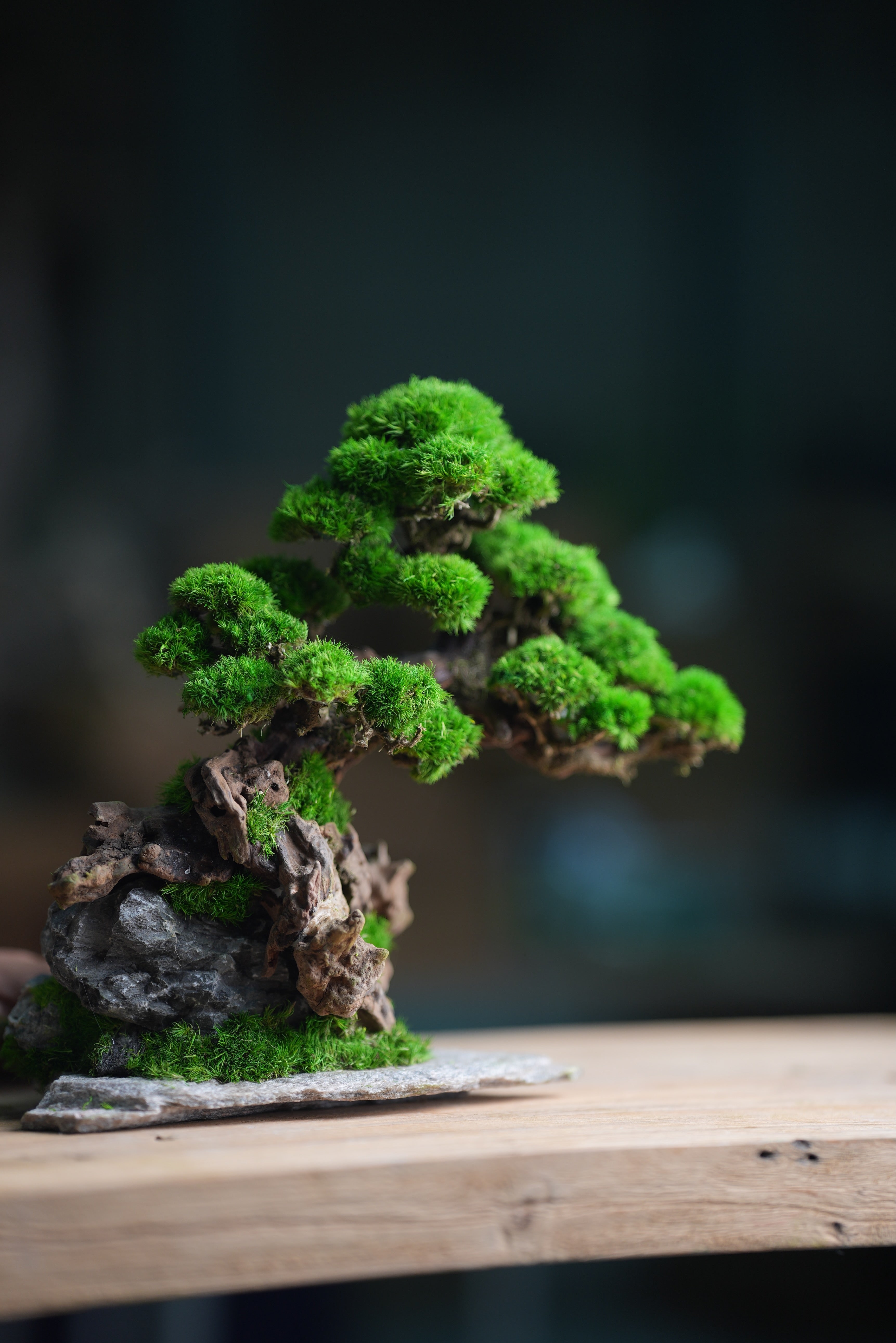 Greenwood - Citadel (Preserved Plants)