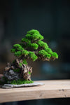 Greenwood - Citadel (Preserved Plants)